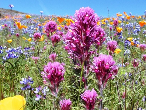 wildflowers Table Mountain