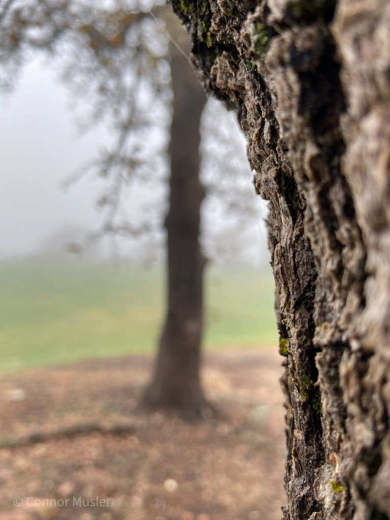 Oak Tree